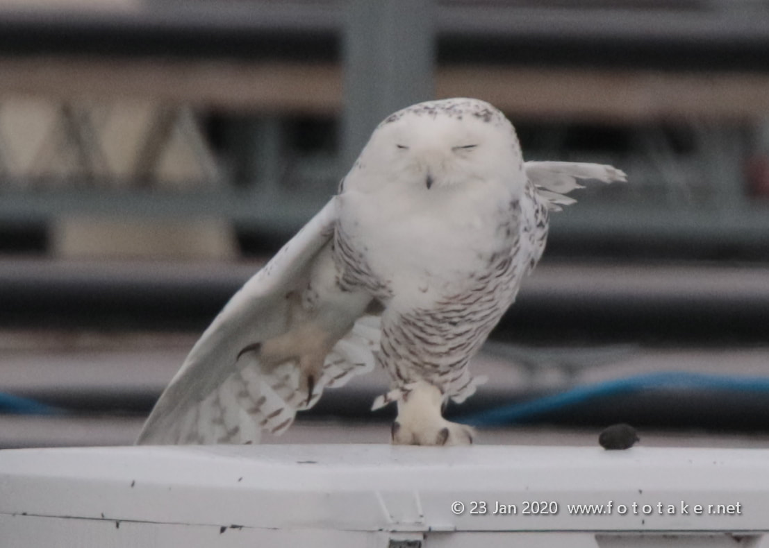 Snowy Owl playing a balancing act